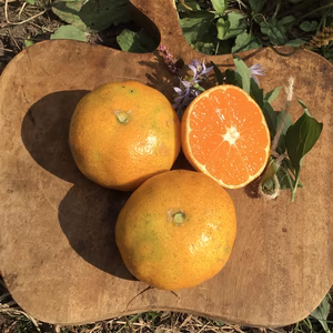 【農薬不使用】大きくなりすぎた早生みかん