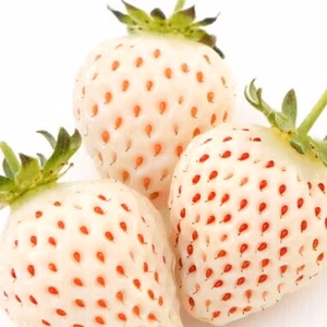 希少　天使のいちご（冷凍）１㎏