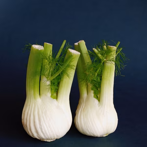 さわやかな香りの万能野菜　京都産フェンネル