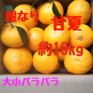 静岡県産　樹なり　完熟甘夏　約10㎏