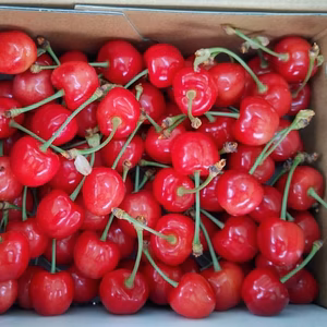 【緊急】本日発送！お得 ハウスさくらんぼ 紅秀峰 LM混み 500g箱