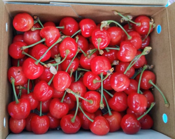 【緊急】本日発送！お得 ハウスさくらんぼ 紅秀峰 LM混み 500g箱