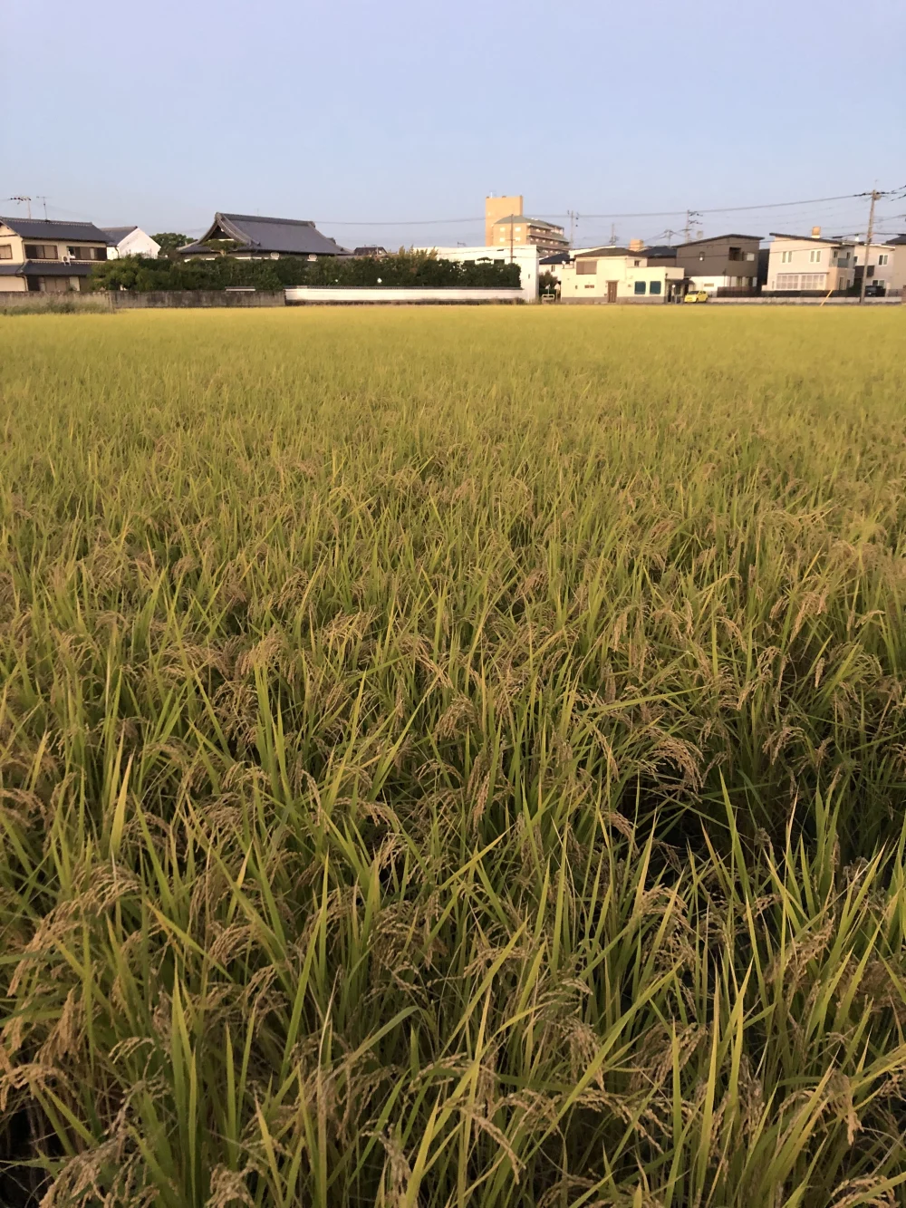 肥料・農薬を使用しない自然栽培のもち米（カグラモチ）令和４年度産新米