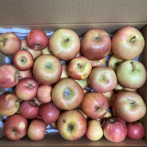 早いもの勝ち！限定1箱　訳ありこうとく　箱込6キロ満杯入