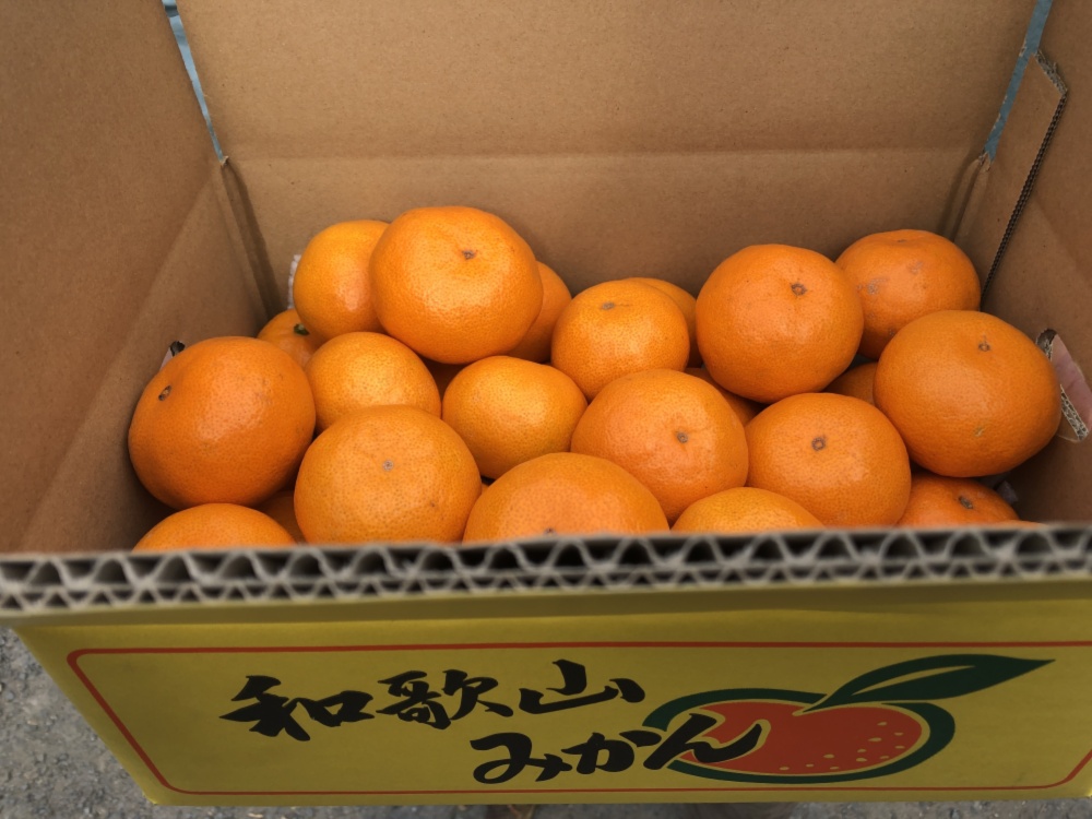 サイズ混合】和歌山産 樹上完熟みかん｜みかんの商品詳細｜ポケット