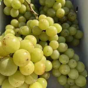 訳あり　加工向き　小粒のそばかすシャイン　