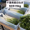 【消費者応援!】白ネギ 約5kg(約50本) 千葉県東金市産