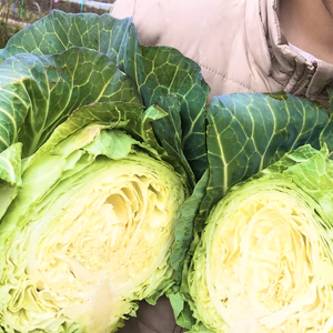 【限定販売】今が旬！栄養満点キャベツ！野菜がうまい！