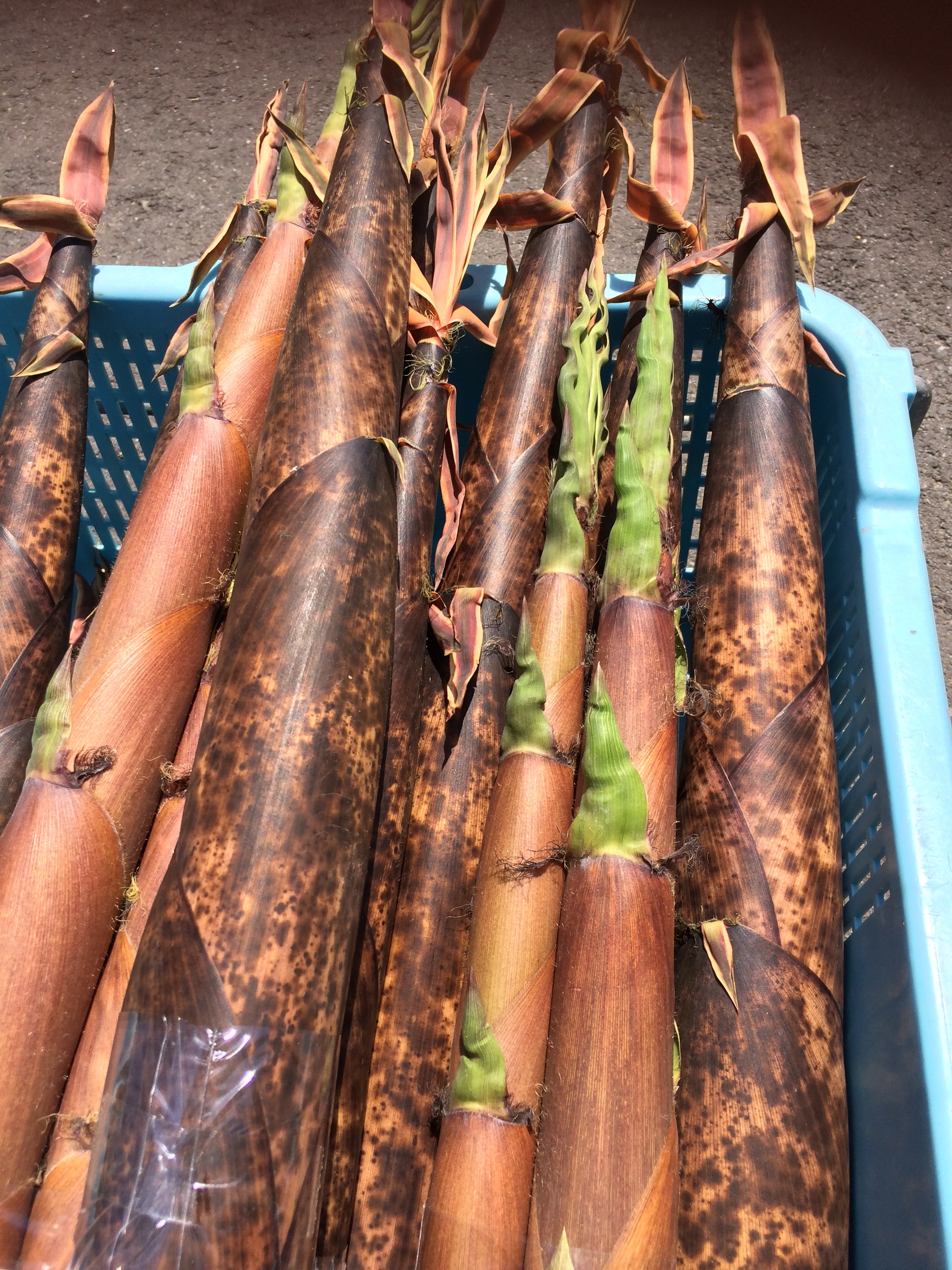 真竹1 5キロ ニンニク500g 淡路島在来種玉ねぎ5キロ 農薬 化学肥料不使用 農家漁師から産地直送の通販 ポケットマルシェ