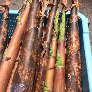 真竹1.5キロ、ニンニク500g、淡路島在来種玉ねぎ5キロ(農薬・化学肥料不使用