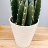 在庫　サボテン　柱サボテン　3本植え　ドライガーデン　インテリアグリーン
