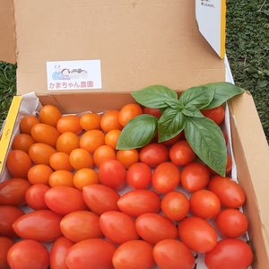 ミニトマトアイコ箱込み1.2kg❕　5セット限定❣