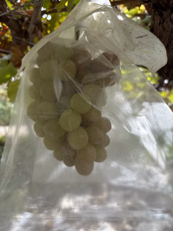 色つきが薄いも完熟している【マイハート】を安価にて食感をお楽しみくださいませ❣️