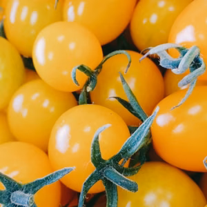 イエローミミ(１kg)