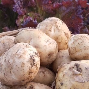 ＜自然栽培＞ 淡路島産 皮ごと安心「じゃがいも」 