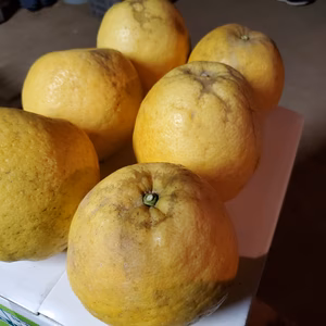 かなり大きい河内晩柑10kg