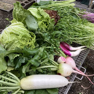 今が美味しいシャキシャキ冬野菜