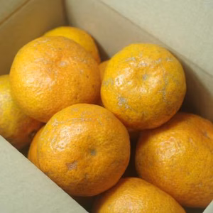 【農薬不使用】無農薬有田みかん　１kg