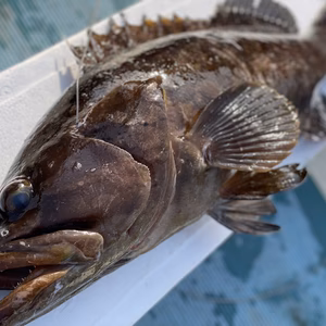 【松島産】天然クエ（2.6kg）
