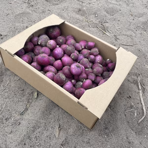 【訳あり】庄内砂丘産　赤かぶ✨✨✨