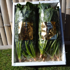 【日テレ出演で話題沸騰】極錬寒熟ホウレンソウ☆お試し1キロ【12月予約】