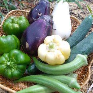 数量限定☆訳あり 農薬・化学肥料不使用 里山の旬　夏野菜セット5kg