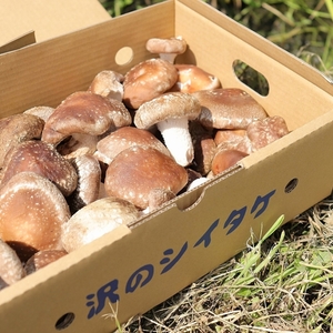 クール便始めました】訳あり！でも美味しい！ちょいワル椎茸