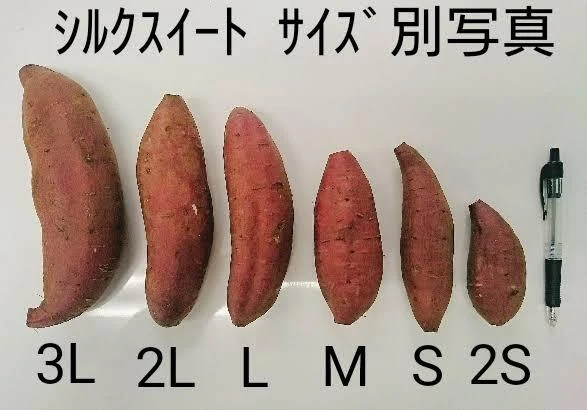 さつまいも♪千葉県産紅はるか♪ Mサイズ 選べる5kg・10kg｜野菜の商品