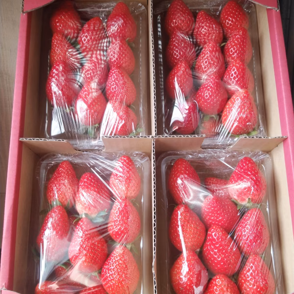 【5月予約  1000円引き‼️】コラーゲン肥料使用のやよいひめ280ｇ4パック