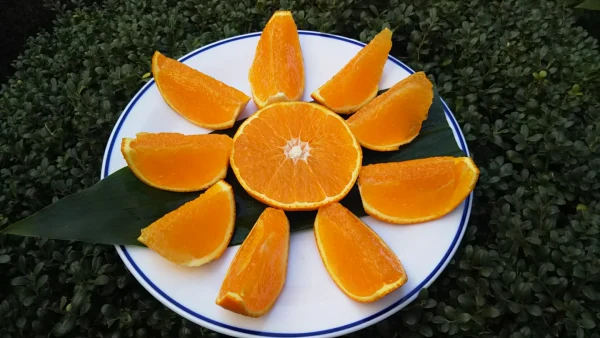 まどんな  贅沢柑橘　家庭用 4キロ大小混　