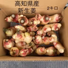農家直送　高知県産新生姜　訳あり2キロ