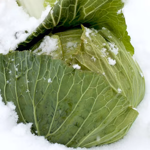 甘い！猪苗代産雪下キャベツ5Kg