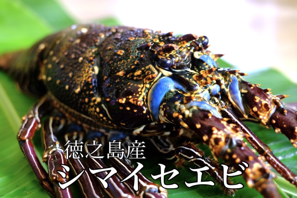 届いてビックリ】大きなシマイセエビ1尾2.0kg｜エビの商品詳細