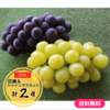 ≪限定販売≫【送料無料】シャインマスカット＆巨峰各1房（箱入）※地域指定