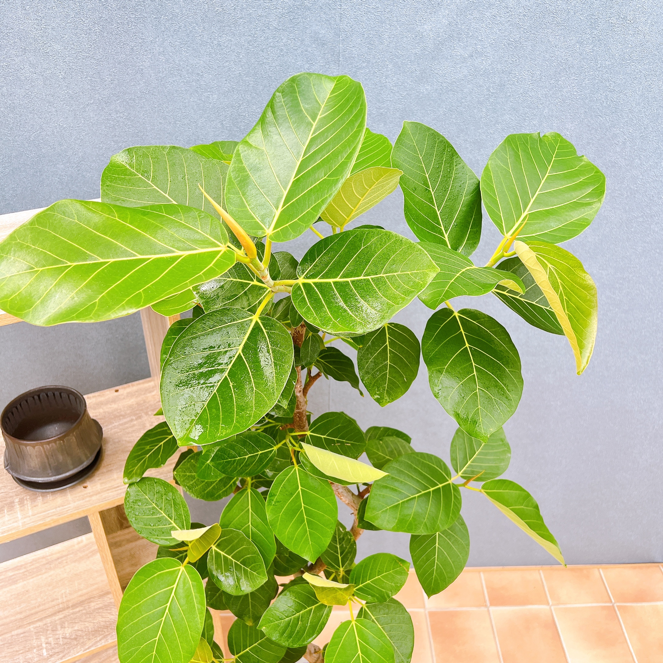 在庫販売】 フィカス ゴムの木 グランディス ブラウン 曲がり