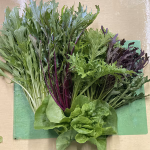 天然のわらび(アク抜き済み)＋愛情込めて育てたサラダセット