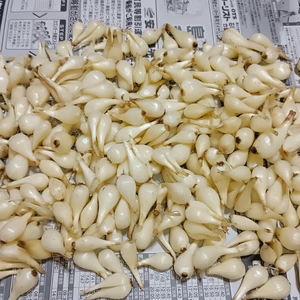 売り尽くし 石垣島産 島らっきょう500g 小ぶり実のみ(農薬･化学肥料不使用)