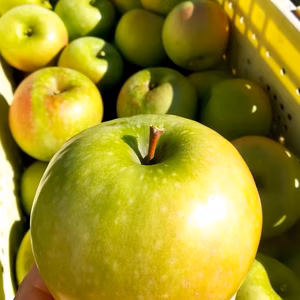 出品数限り　お菓子作りに最適★CookingApple‼️ｸﾞﾗﾆｰｽﾐｽ