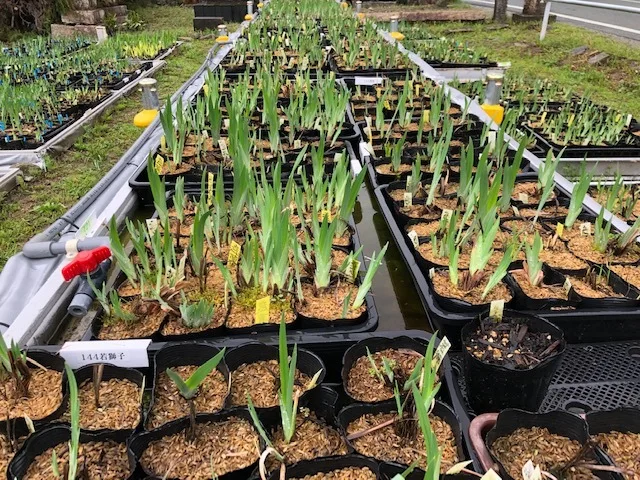 新生活に､植物を育てる喜びを???? 鉢植えのお花 のたしなみ | 農家漁師から産地直送の通販 ポケットマルシェ