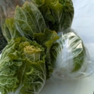白菜ミニ２株 三浦大根2本　聖護院大根　霜降り榛名高原甘さ倍増　