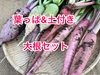 この時期ならでは！【葉っぱ付き】大根詰め合わせセット