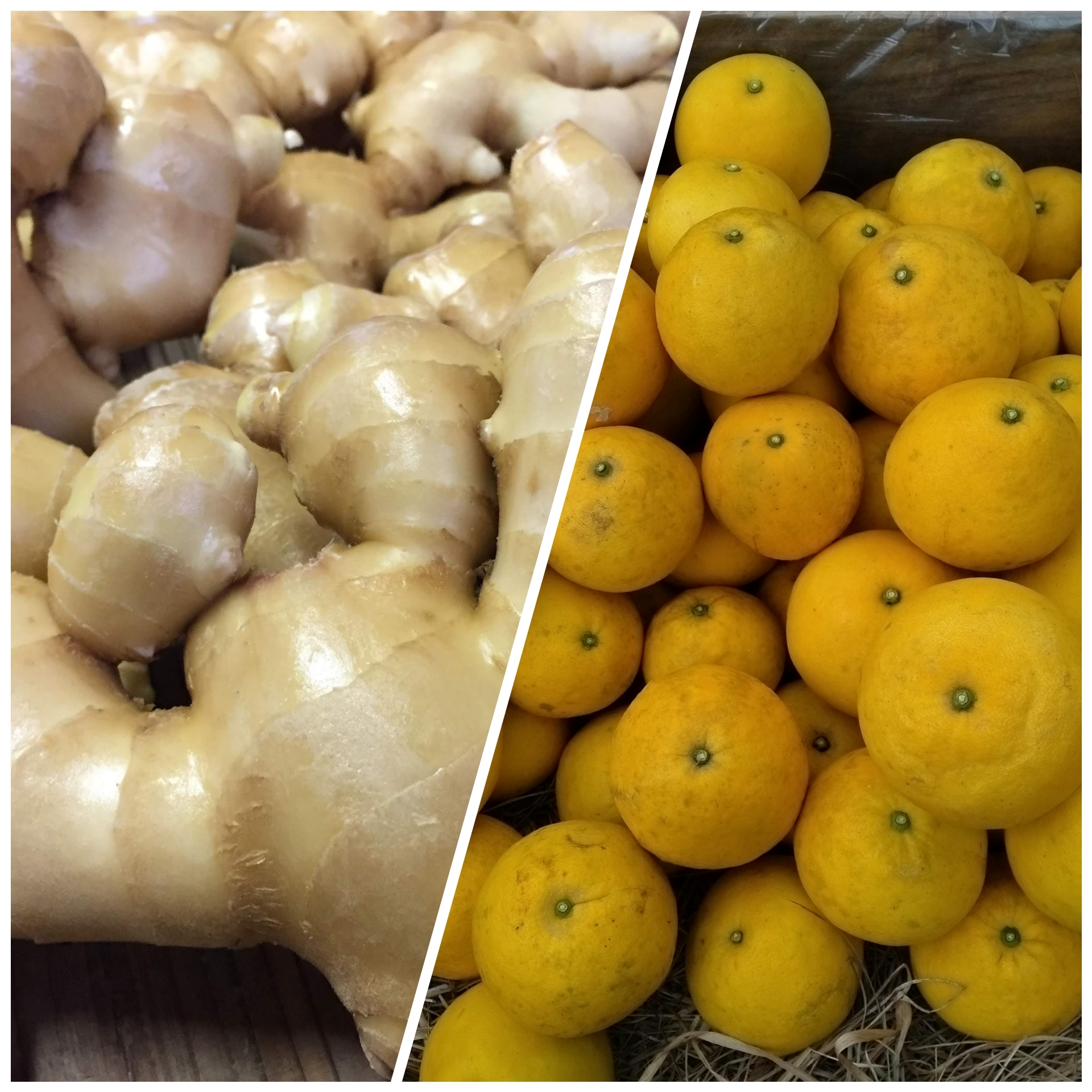 生姜と土佐文旦セット[農薬・化学肥料 不使用] 生姜500g・土佐文旦2kg(3個)
