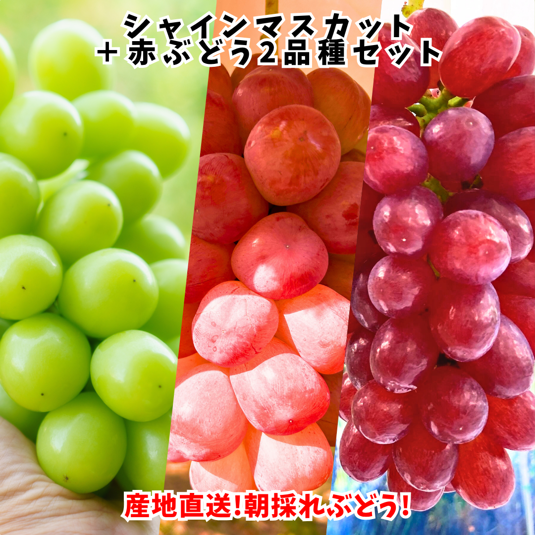 シャイン品種食べ比べ！シャインマスカット＋赤ぶどう2品種 甘さ