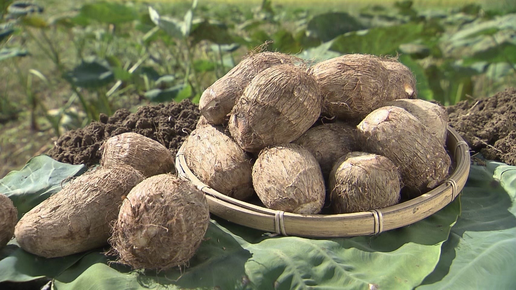 神奈川県足柄上郡開成町｜文命農業｜宮上 透さんの生産者プロフィール