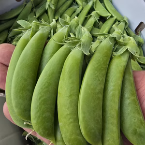 北海道余市より！ラオウ仕立てのスナップエンドウをお届けします