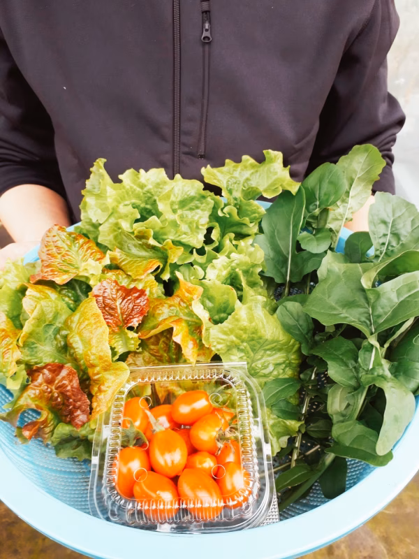 〈主婦の味方〉無農薬サラダセット②