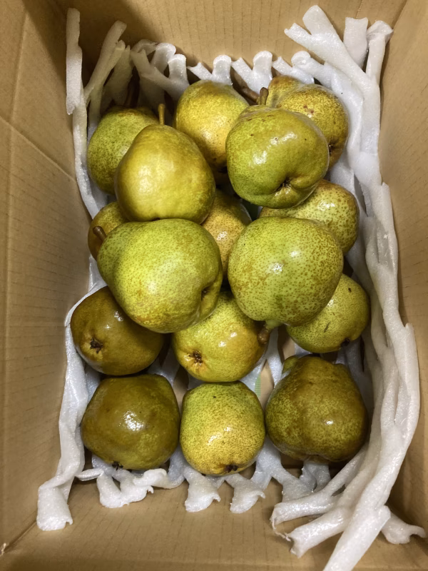 お試しラフランス　約3キロ以上12-15個入　食べきりサイズがちょうど良い❗️