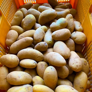 期間限定！　採れたて新じゃが　メークイン　4Kg　1600～