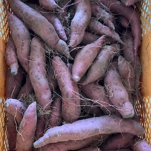 鹿児島県産さつま芋(紅さつま)ホクホク系　土付き　ひげ付　Sサイズ　3Kg