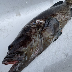 【捕獲動画あり】傷あり　レア魚✨ヒトミハタ1.9kg 鱗、内臓処理済
